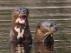 ottersweb.jpg