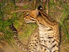 brazil-northern pantanal