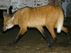ManedWolf.jpg