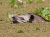 braztapir.jpg