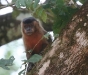 capuchin.jpg