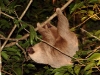 363-2-Toed-Sloth.jpg