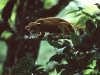 kinkajou.jpg