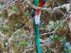 quetzalaj.jpg