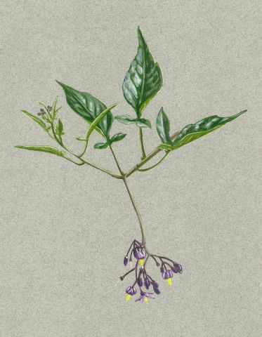 nightshade
