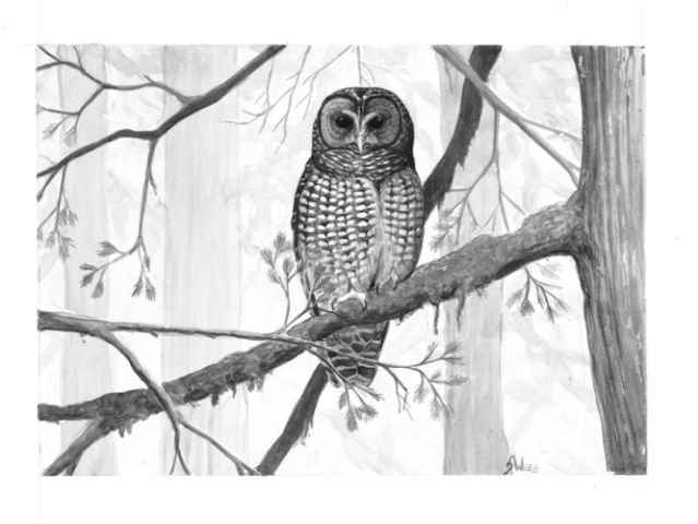 northern spotted owl by Sophie Webb