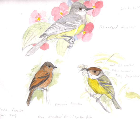 pale-margined-cinnamon-flycatchers-and-rufous-crowned-tody-flycatcher