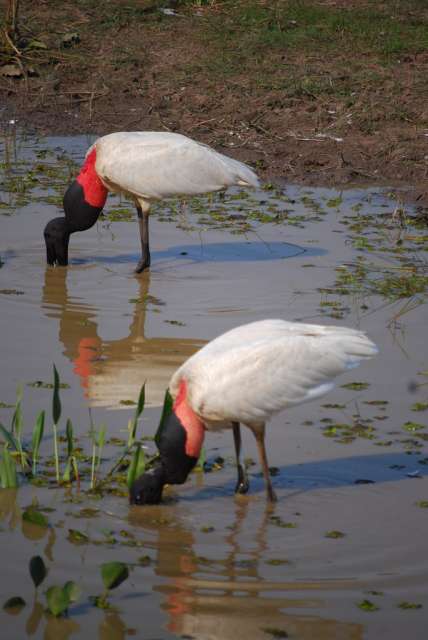 Jabirus