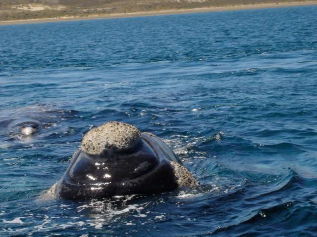 Southern Right Whale