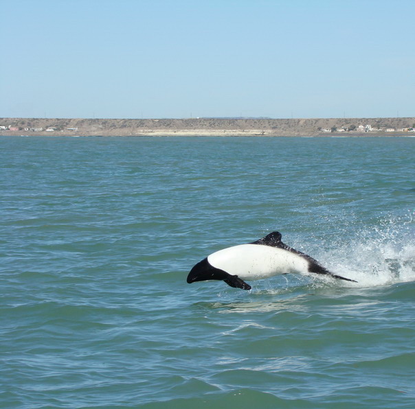 Commerson's Dolphin by Regina Ribeiro